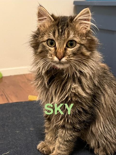 Sky, adopted, Kitten Female Domestic Long Hair.