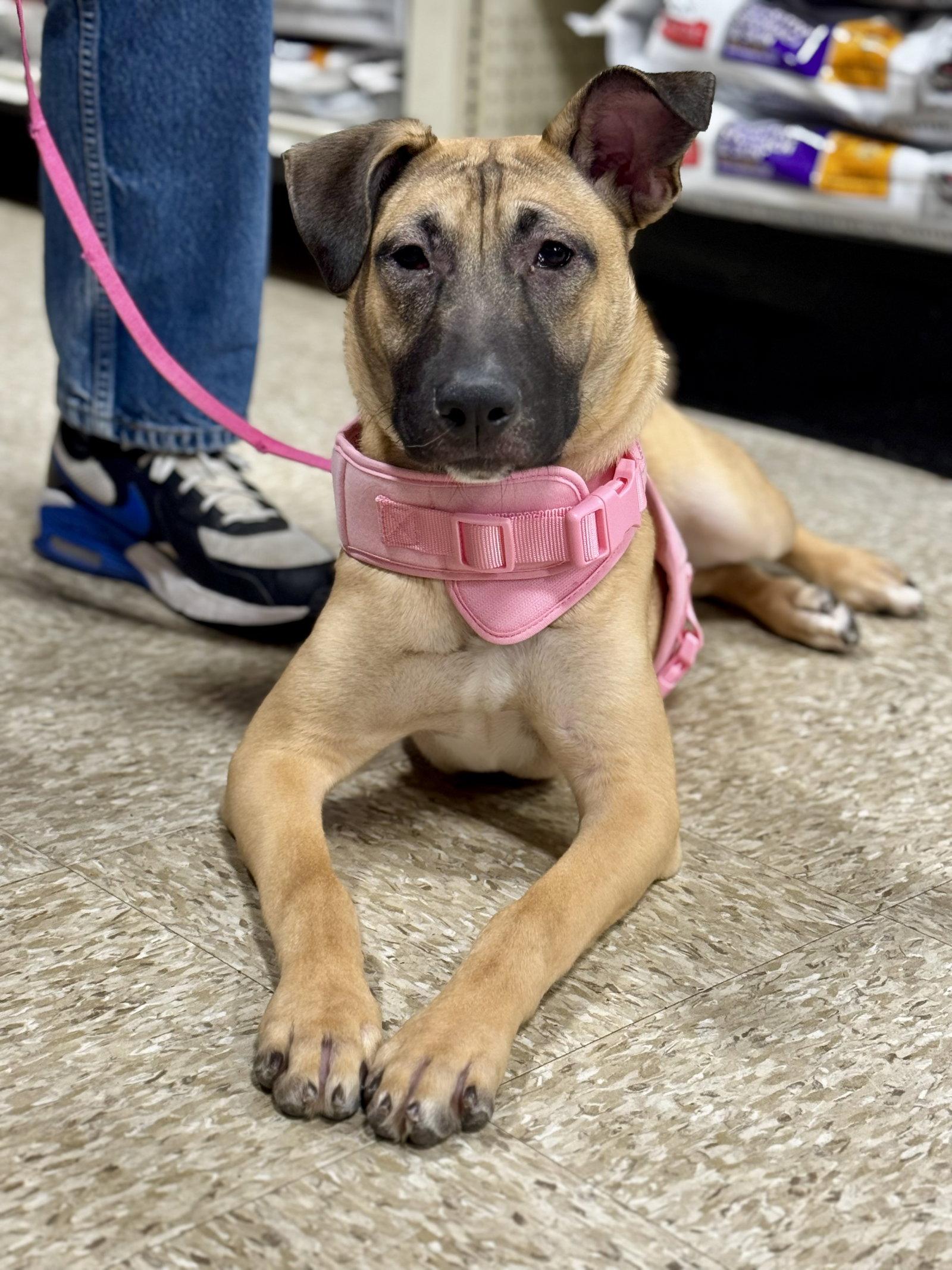 Samantha, a Adoptable German Shepherd Dog in Herndon, VA image 1/3