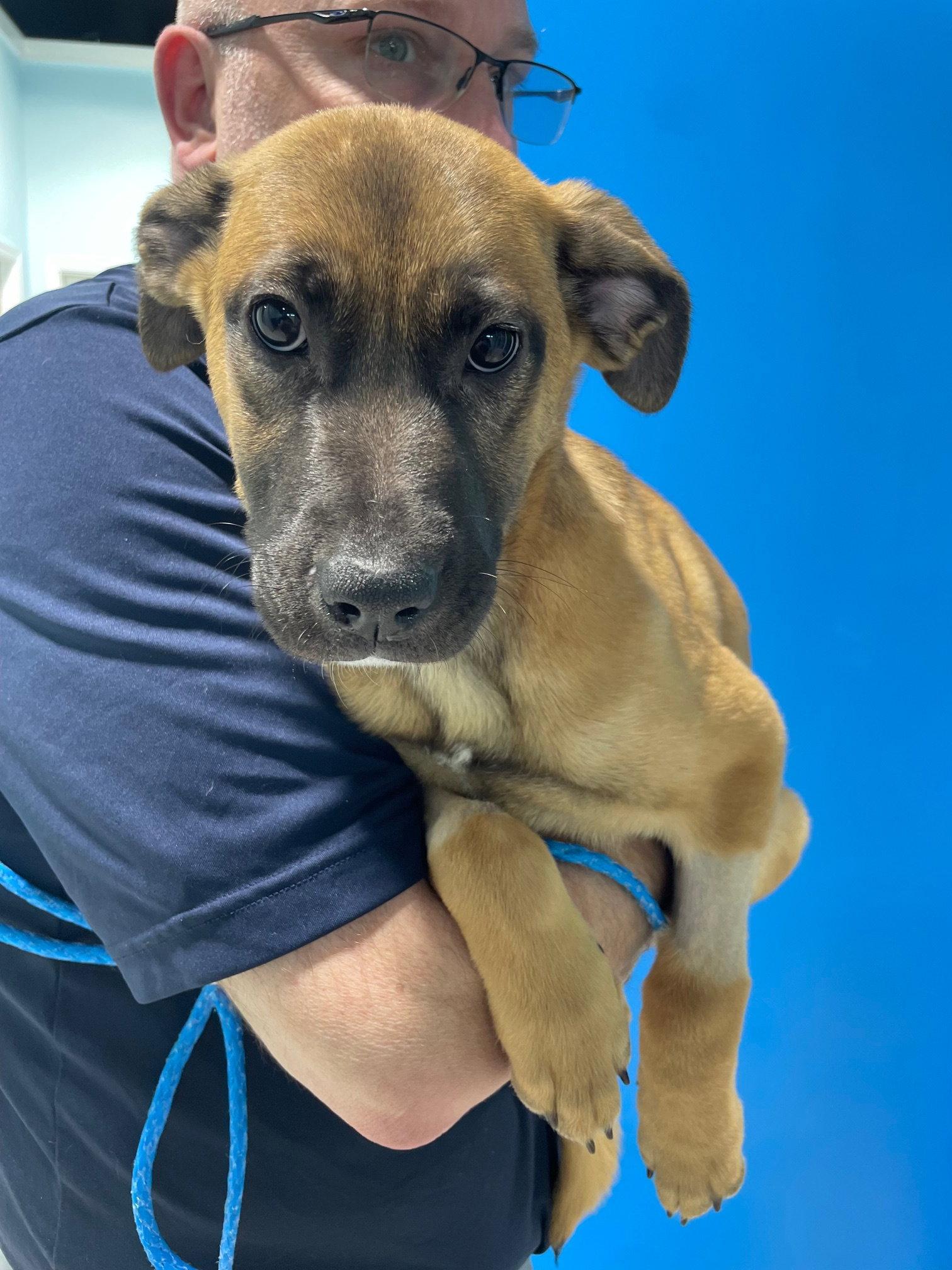 Samantha, Adoptable, Young Female German Shepherd Dog.