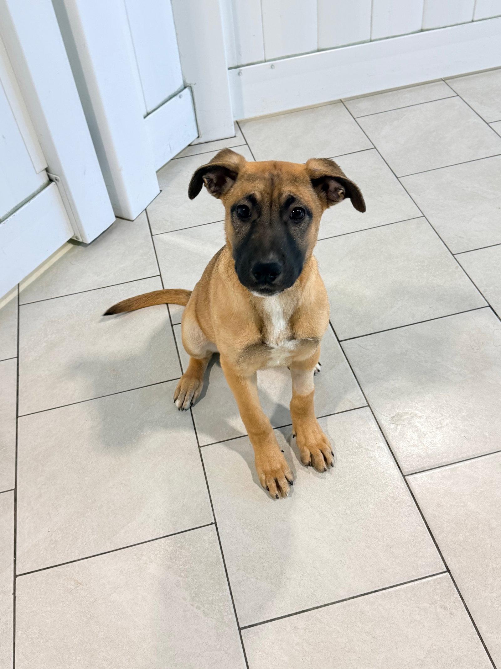 Enlarge Samantha, a Adoptable German Shepherd Dog in Herndon, VA image 2/2