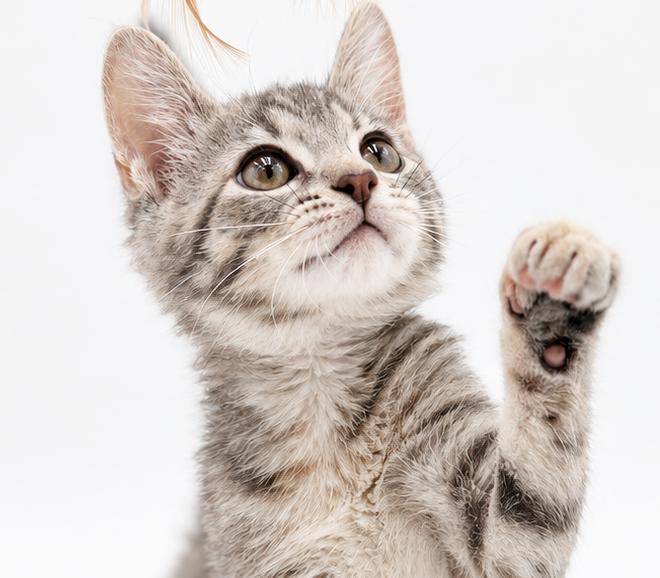 Kiera can't be any kuter - What a TINY love muffin, Adoptable, Kitten Female Silver & Bengal.