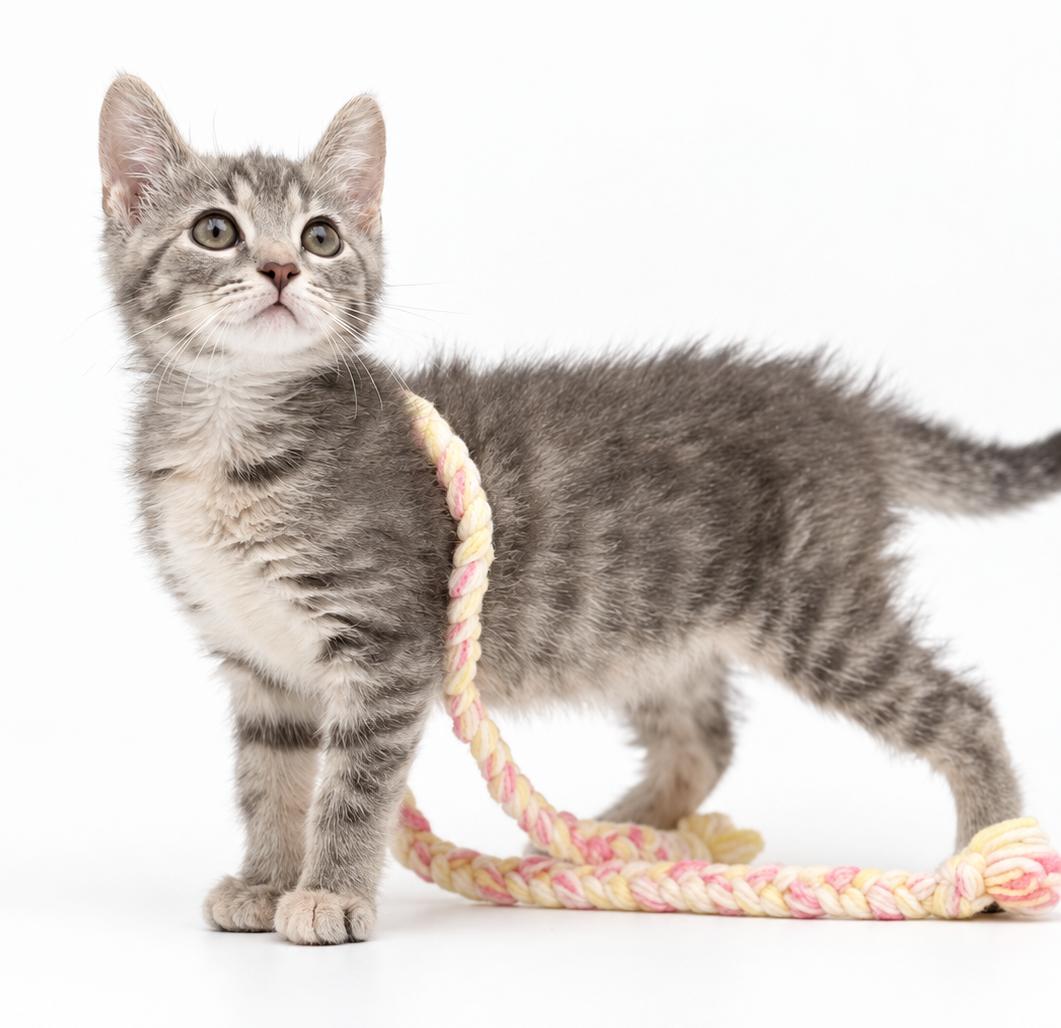 Enlarge Kiera can't be any kuter - What a TINY love muffin, a Adoptable mixed breed in Bedford Hills, NY image 2/6