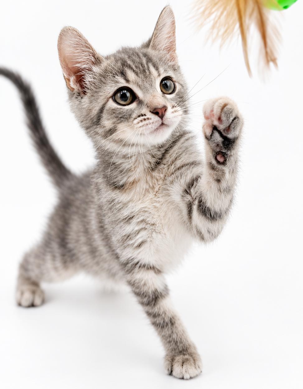 Enlarge Kiera can't be any kuter - What a TINY love muffin, a Adoptable mixed breed in Bedford Hills, NY image 5/6