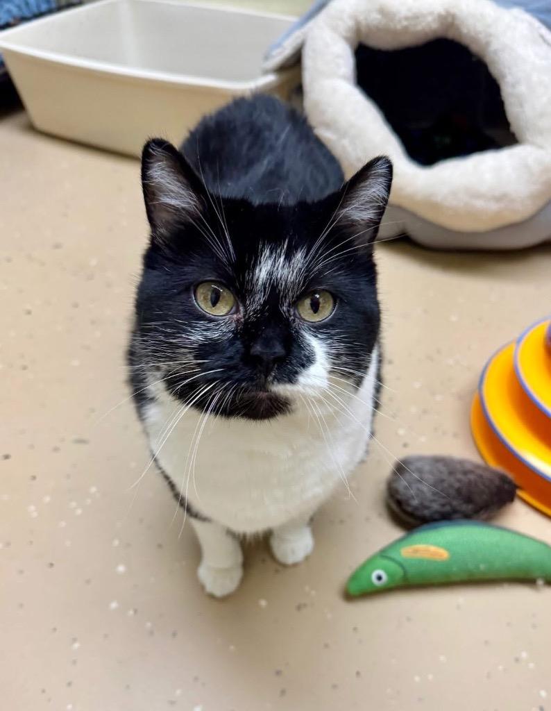 Pebbles, Adoptable, Adult Female Domestic Short Hair.