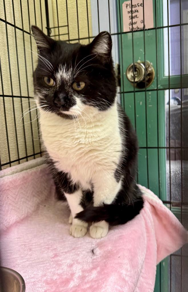 Enlarge Pebbles, a Adoptable mixed breed in Shorewood, IL image 4/5