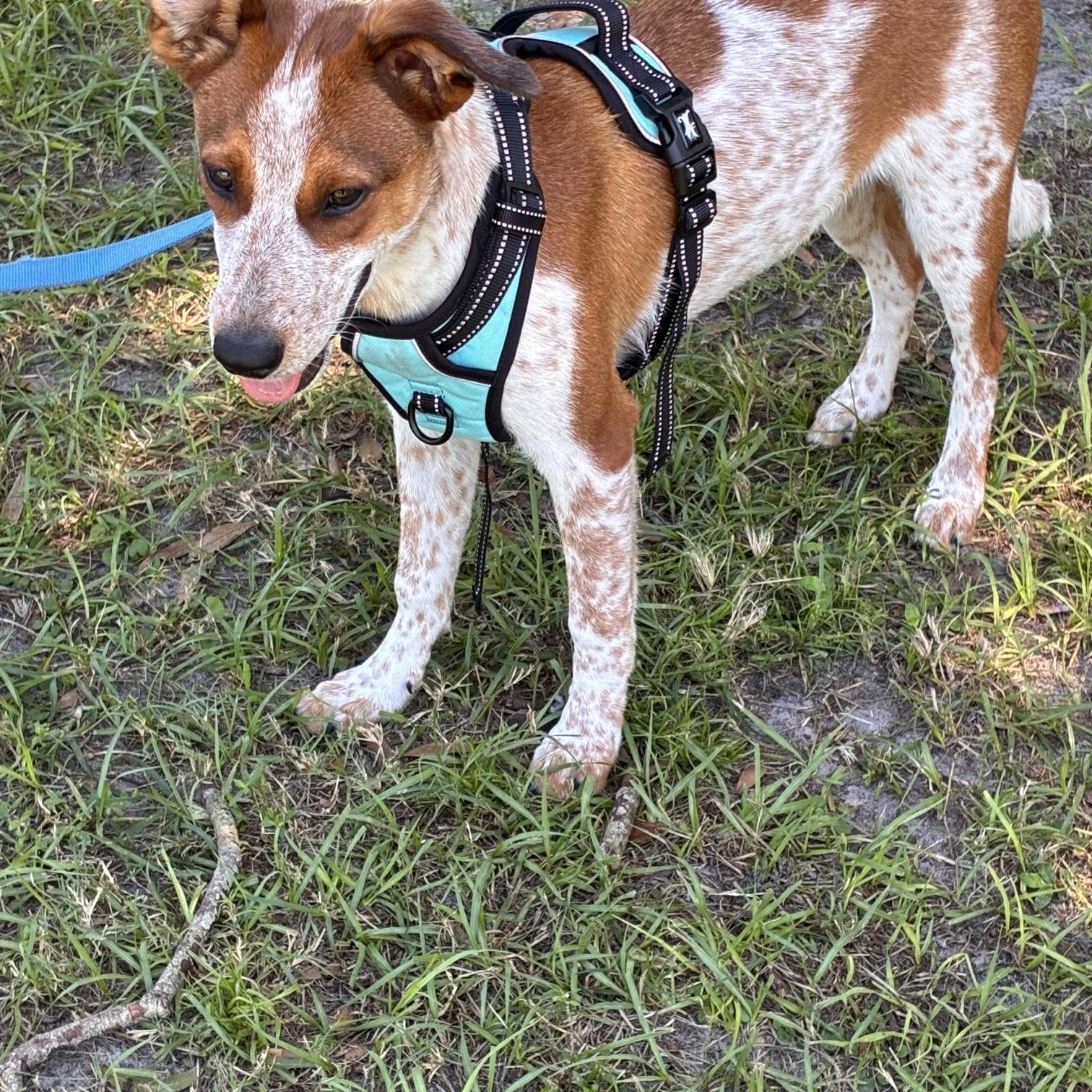 Jesse, Adoptable, Young Male Australian Cattle Dog / Blue Heeler.