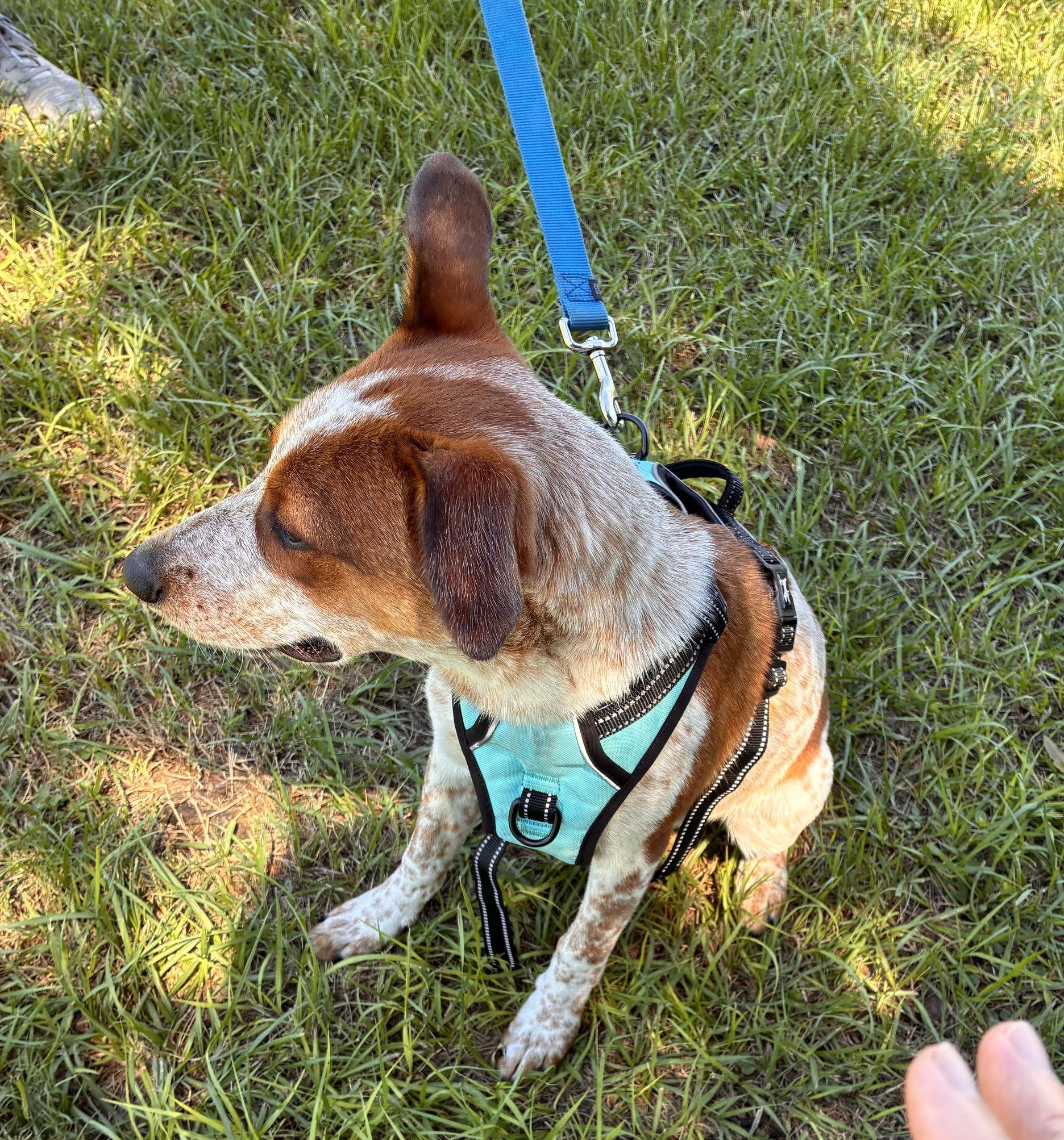 Enlarge Jesse, a Adoptable mixed breed in Ruskin, FL image 2/2
