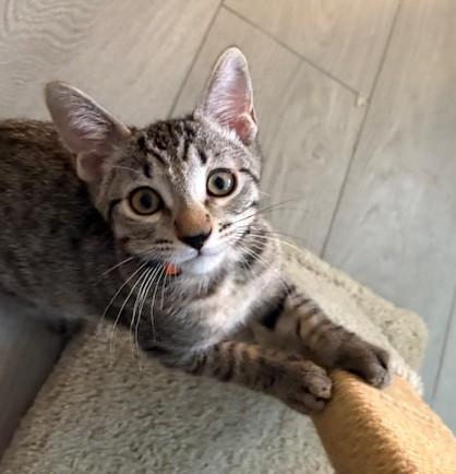 Abe, Baby Male Tabby