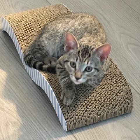 Abe