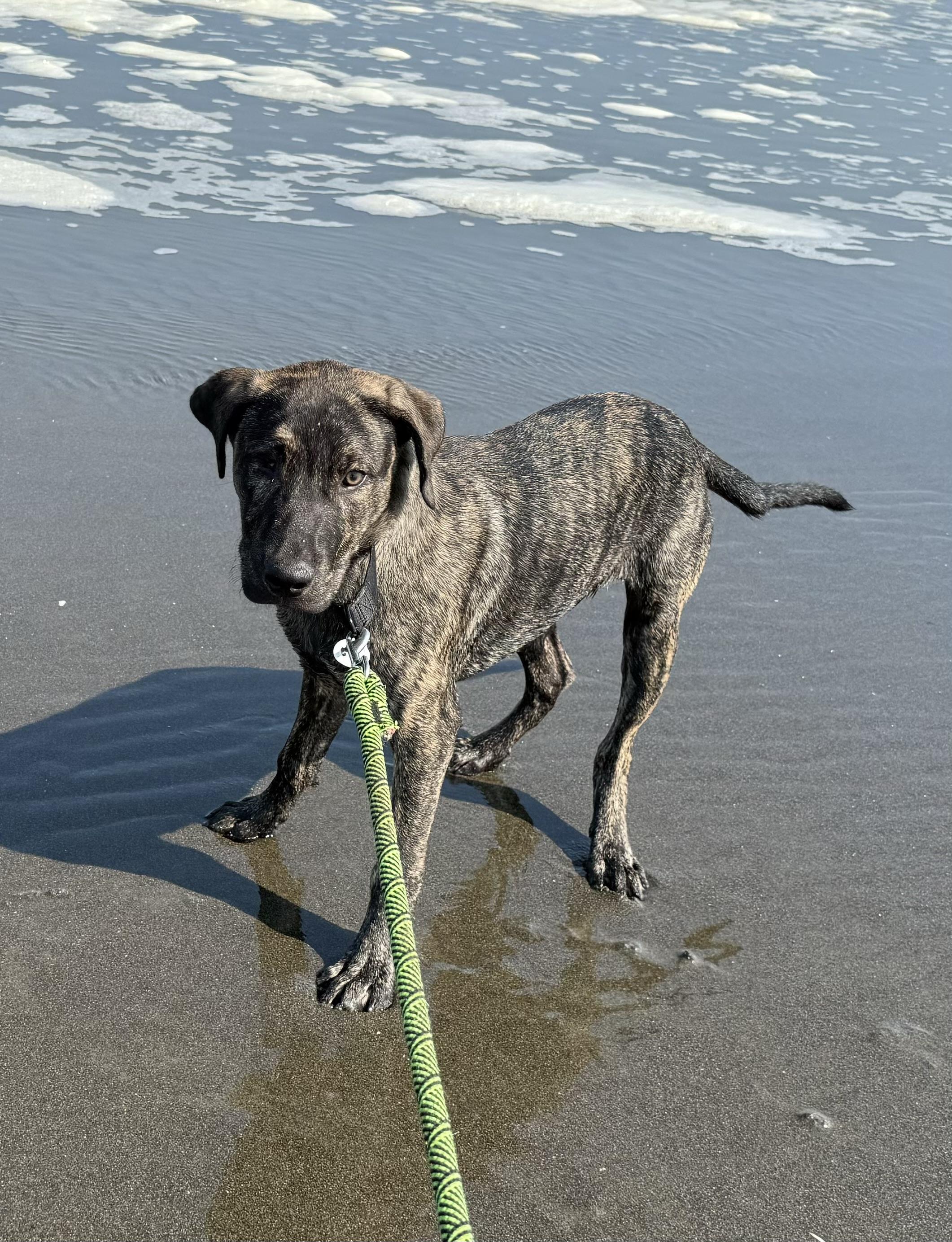 Rudder