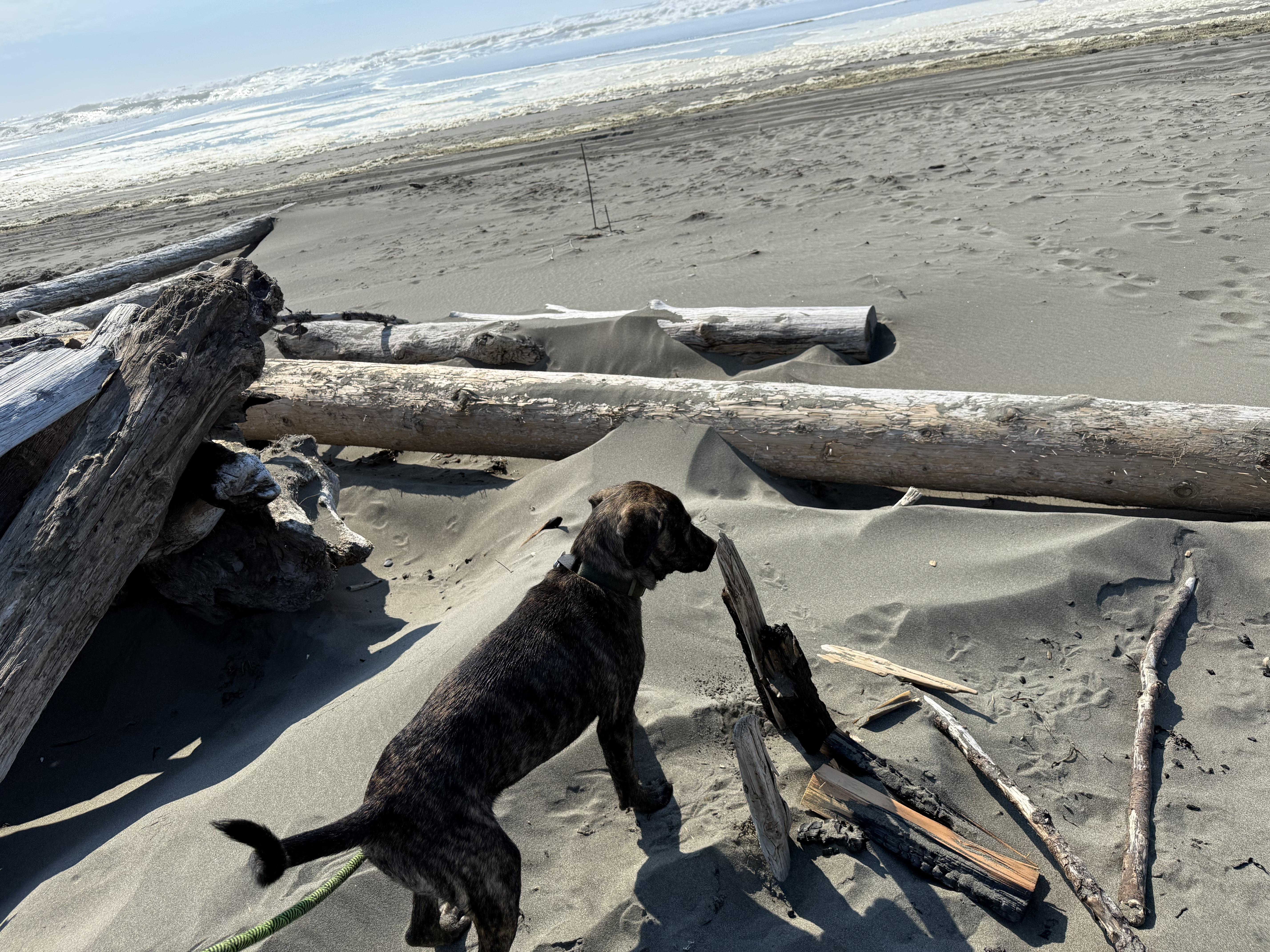 Rudder