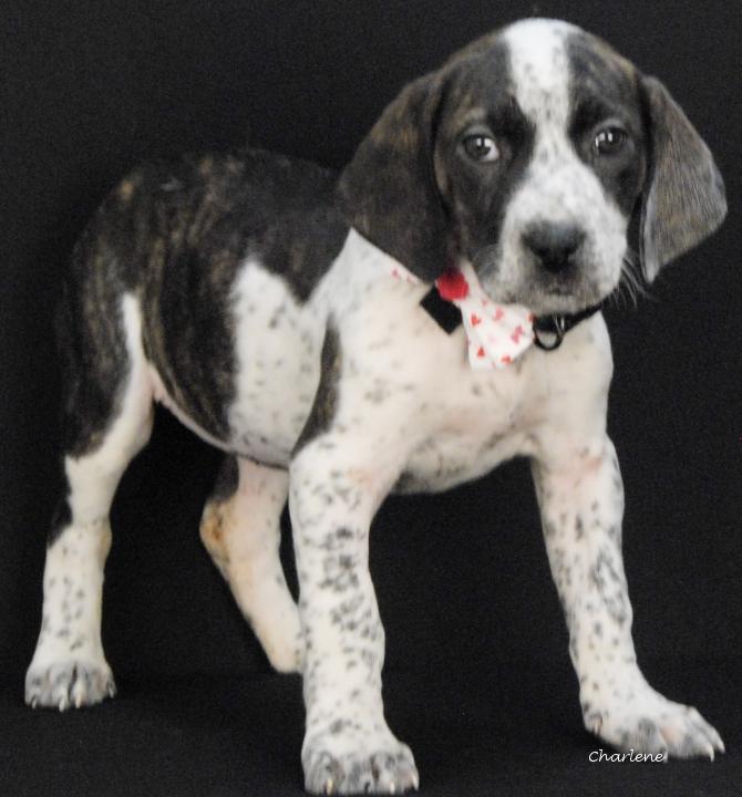 Enlarge Utopia, an adopted Hound in Newland, NC image 1/1