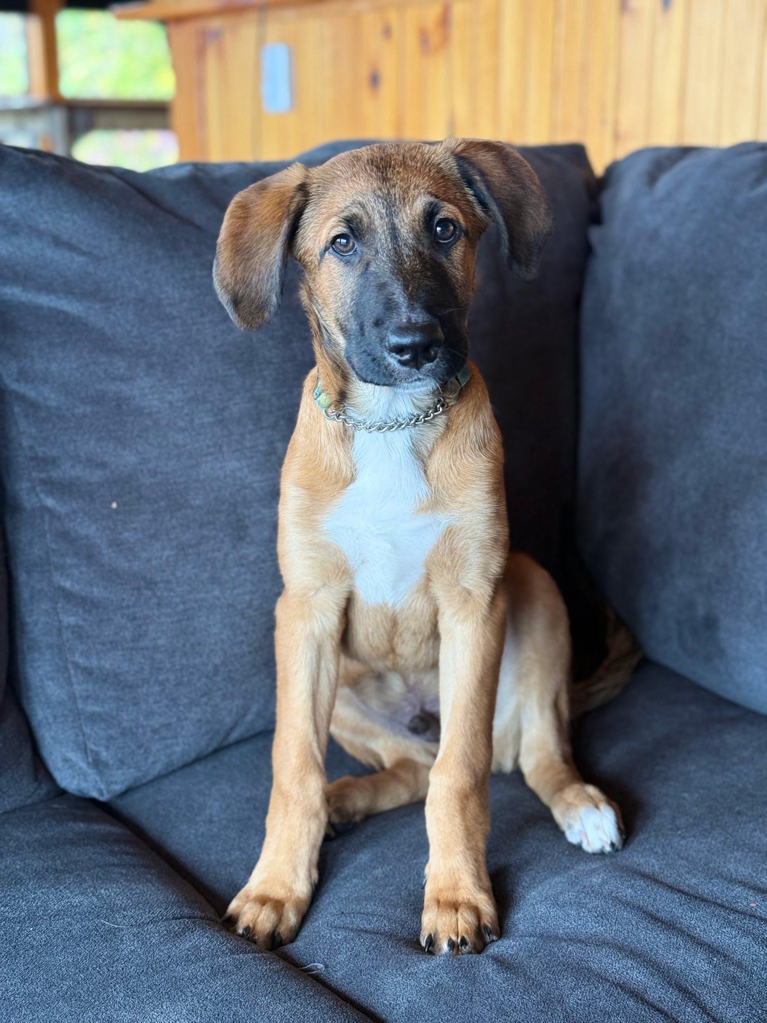 Appa, Adopted, Puppy Male Belgian Shepherd / Malinois & Bernadoodle.