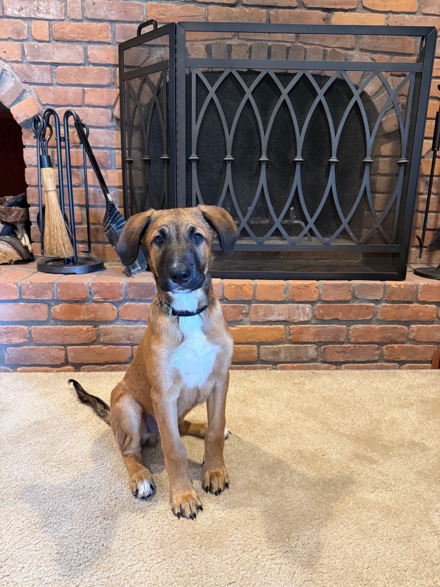 Enlarge Appa, a Adopted mixed breed in Riverdale, NJ image 2/6