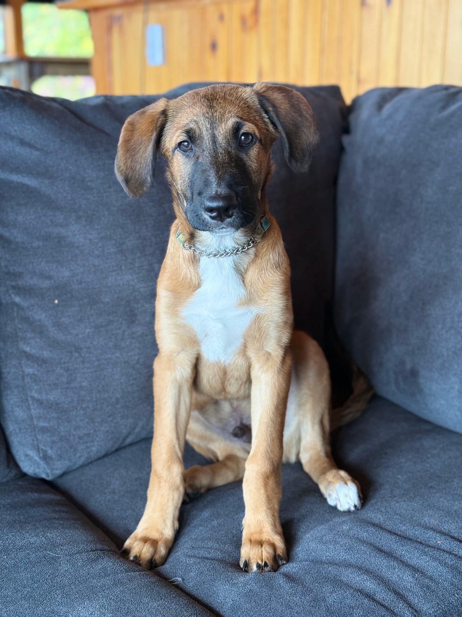 Enlarge Appa, a Adopted mixed breed in Riverdale, NJ image 3/6