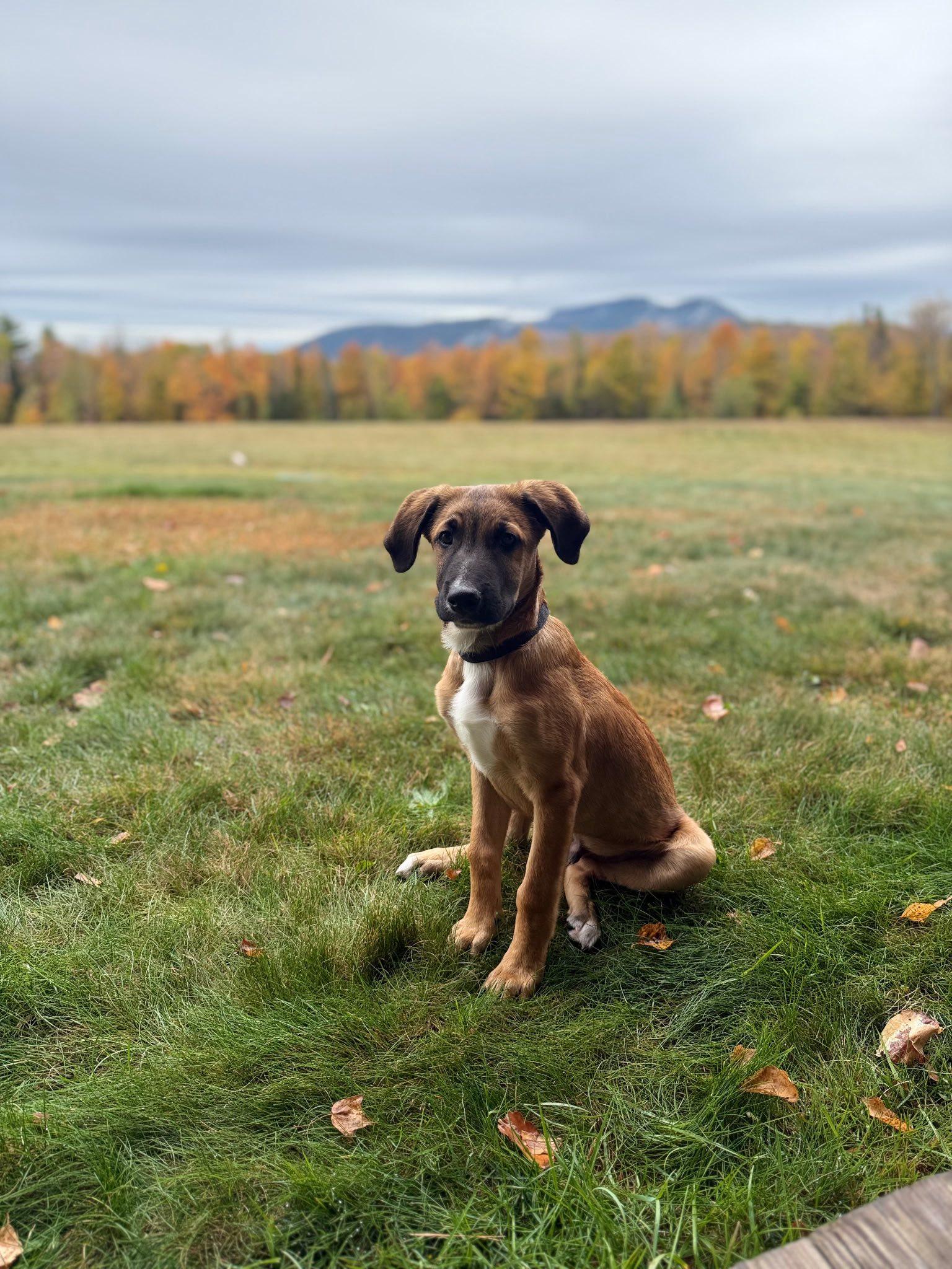 Enlarge Appa, a Adopted mixed breed in Riverdale, NJ image 4/6