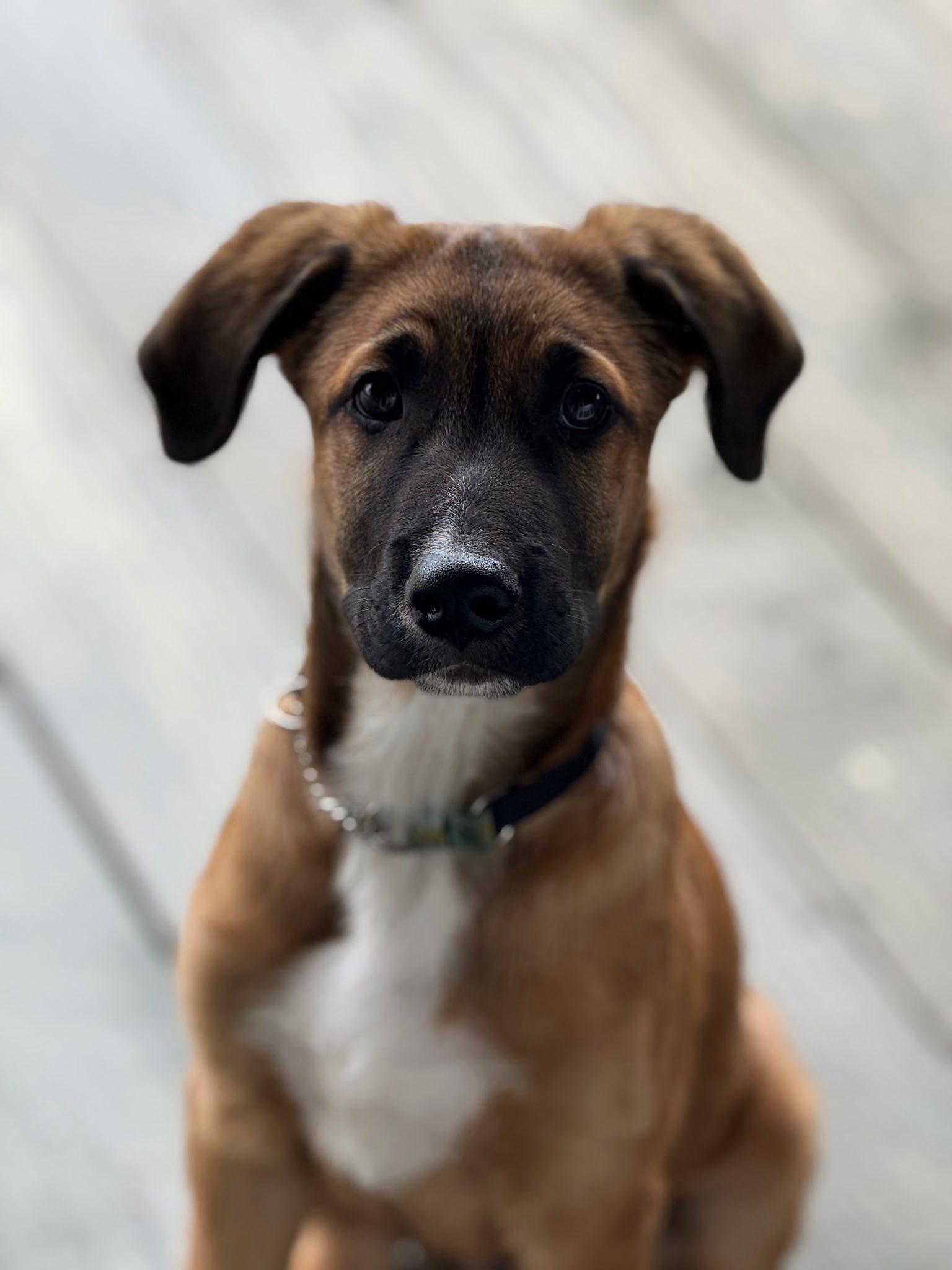 Photo of Baby Male Belgian Shepherd / Malinois Bicolor