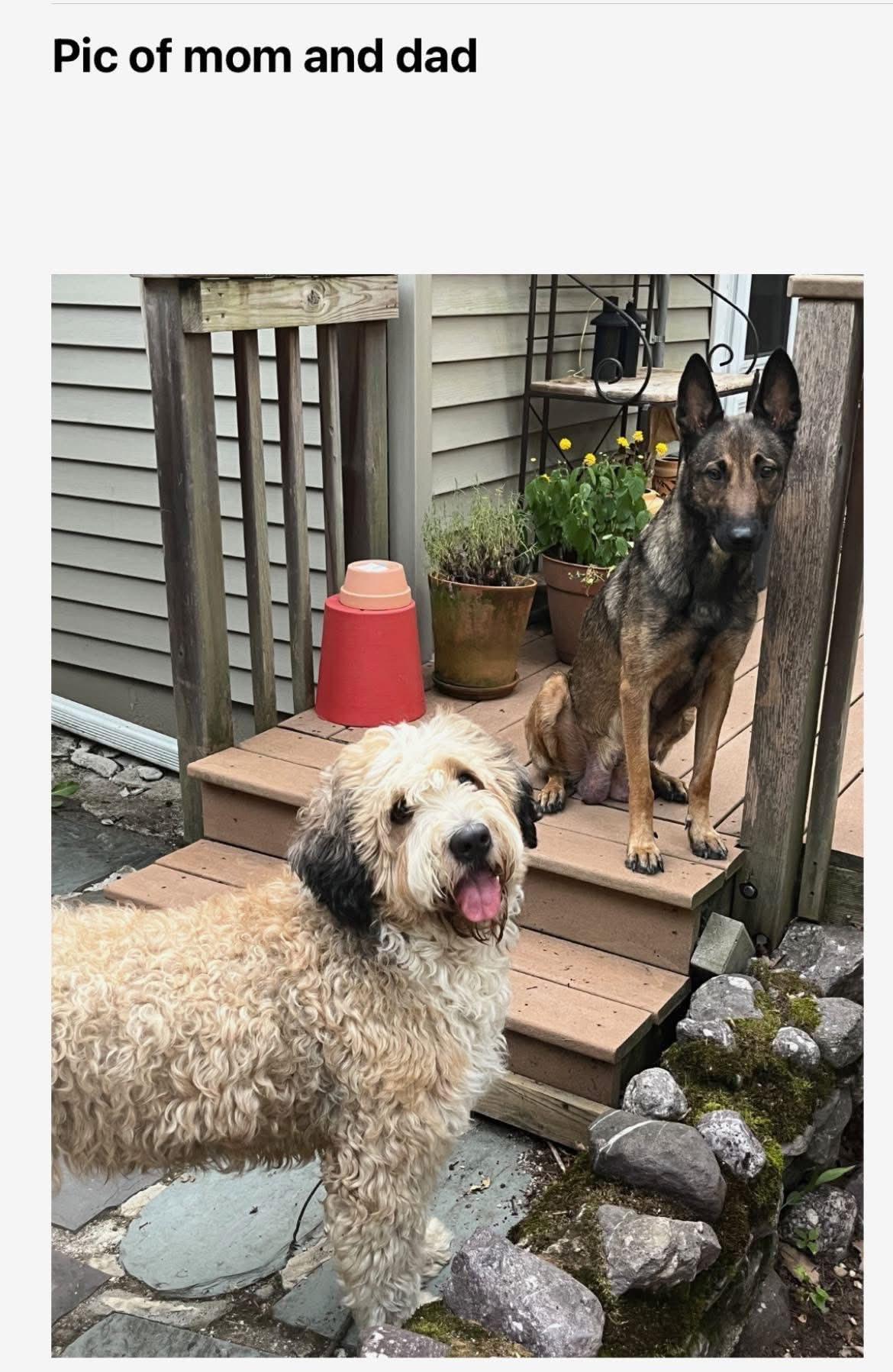 Enlarge Appa, a Adopted mixed breed in Riverdale, NJ image 6/6