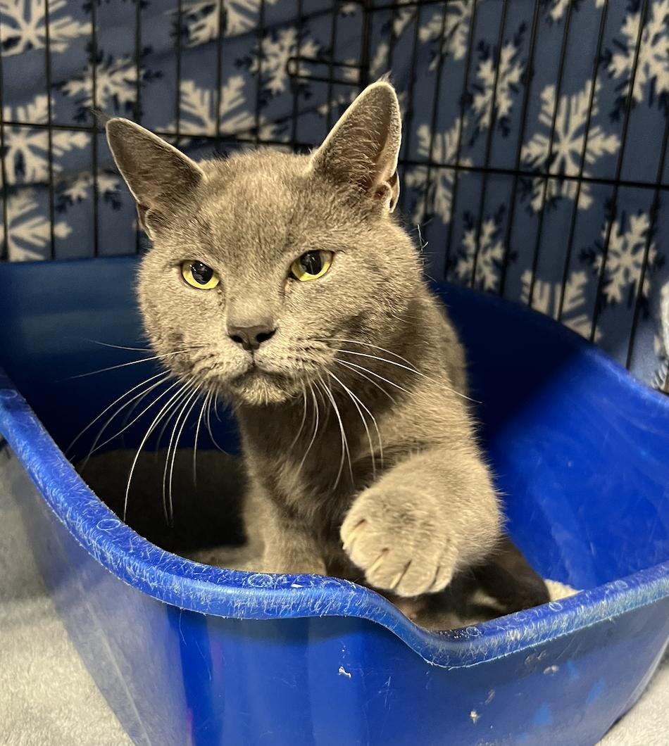Leslie, ADOPTABLE, Adult Female Domestic Short Hair.
