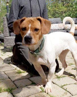 Zena, Adoptable, Adult Female Beagle & Pug.