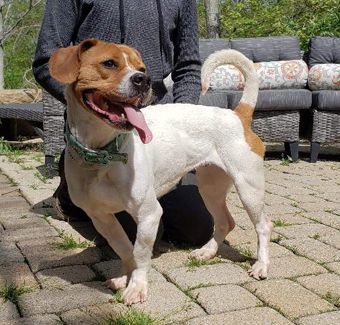 Enlarge Zena, a Adoptable mixed breed in Canterbury, CT image 3/6