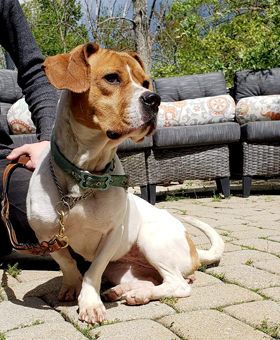 Enlarge Zena, a Adoptable mixed breed in Canterbury, CT image 4/6