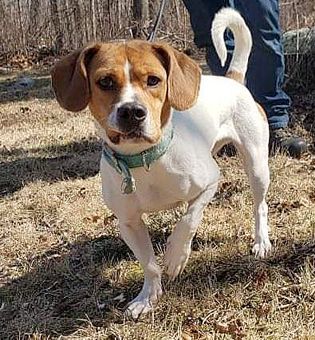 Enlarge Zena, a Adoptable mixed breed in Canterbury, CT image 5/6