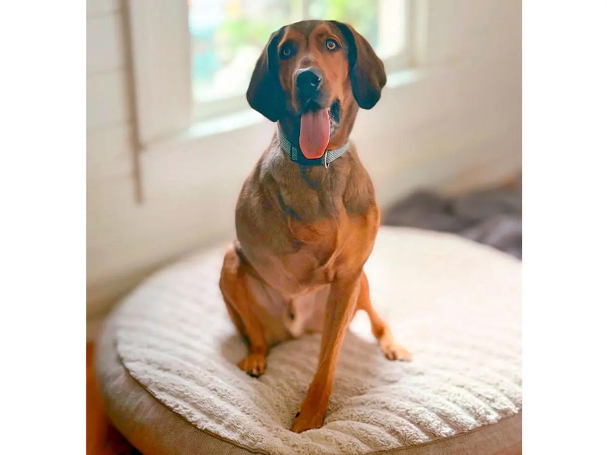 Enlarge Quigley (AL), a Adoptable Bloodhound in Mobile, AL image 5/5
