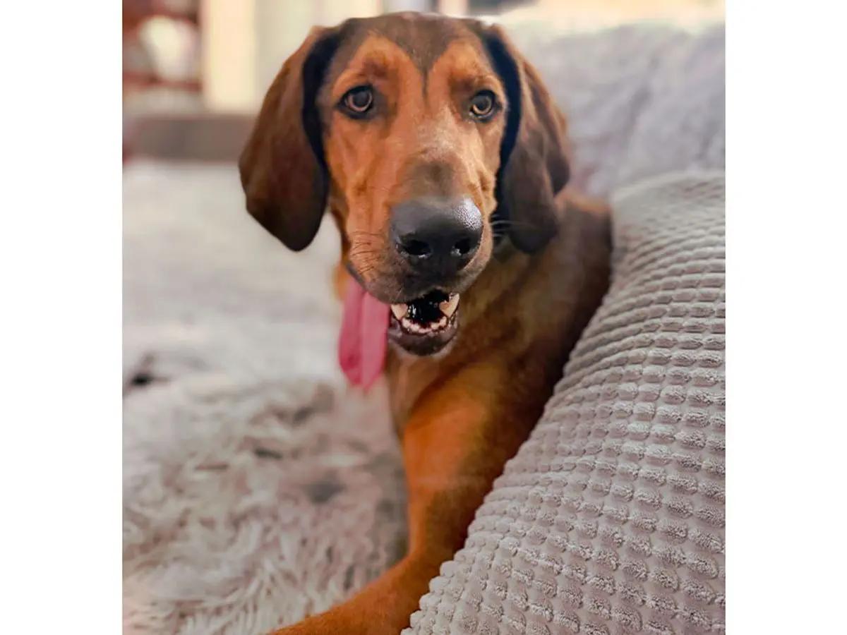 Enlarge Quigley (AL), a Adoptable Bloodhound in Mobile, AL image 4/5