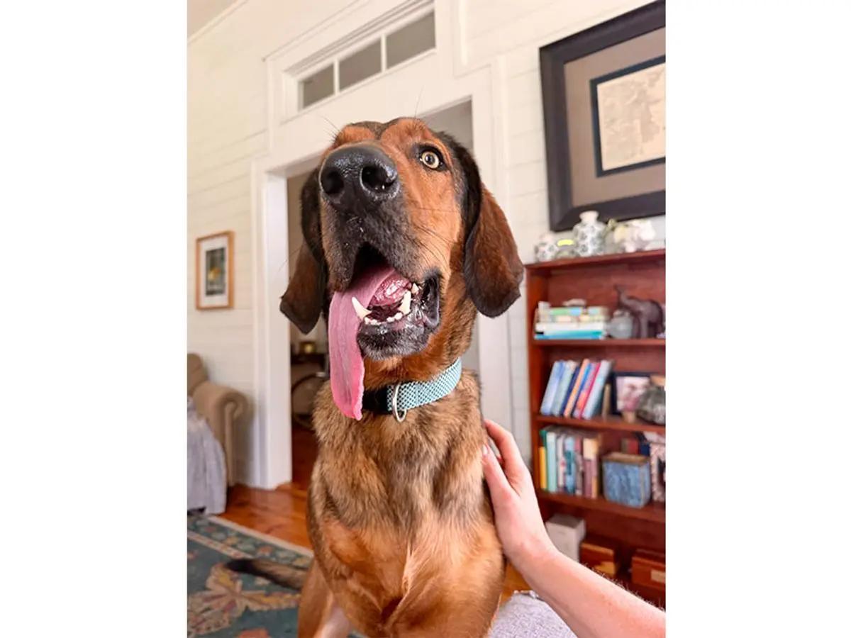 Enlarge Quigley (AL), a Adoptable Bloodhound in Mobile, AL image 3/5