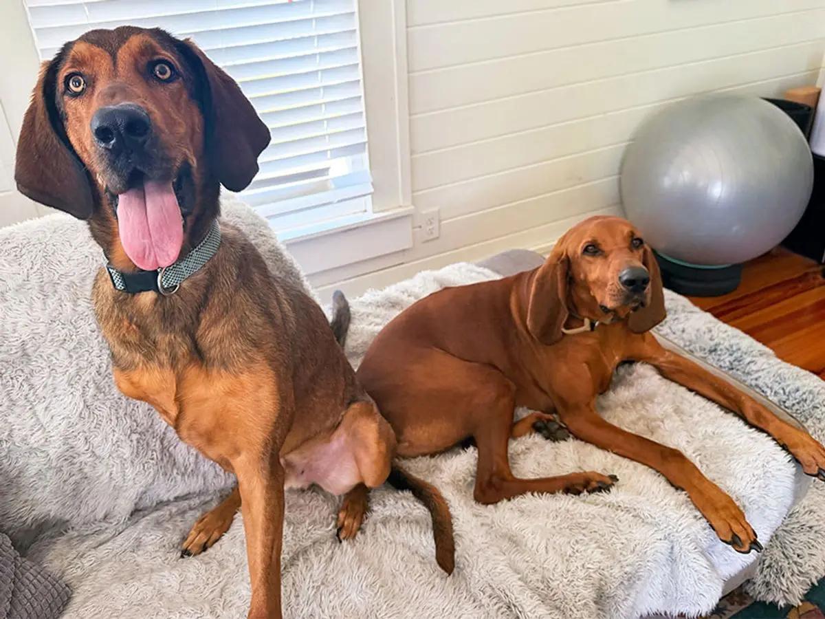 Enlarge Quigley (AL), a Adoptable Bloodhound in Mobile, AL image 2/5