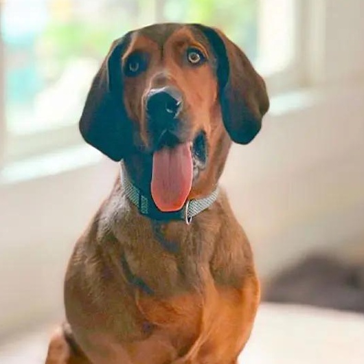 Quigley (AL), Adoptable, Young Male Bloodhound.
