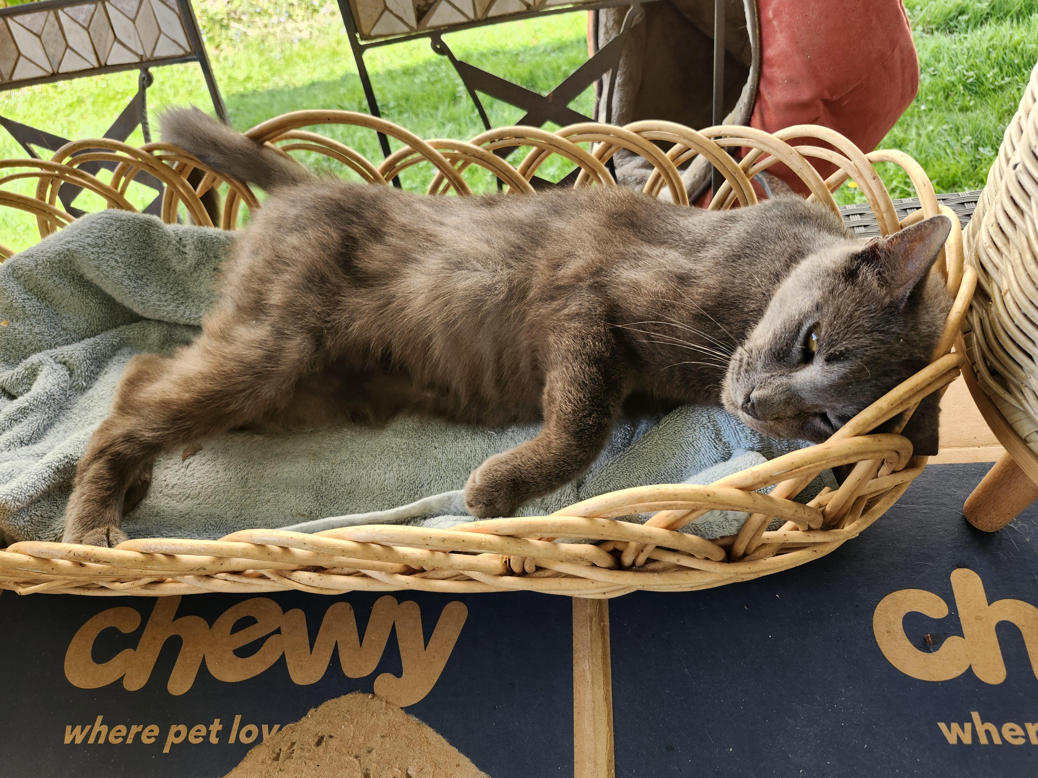 Enlarge "BLUE", a ADOPTABLE mixed breed in North East, MD image 4/4
