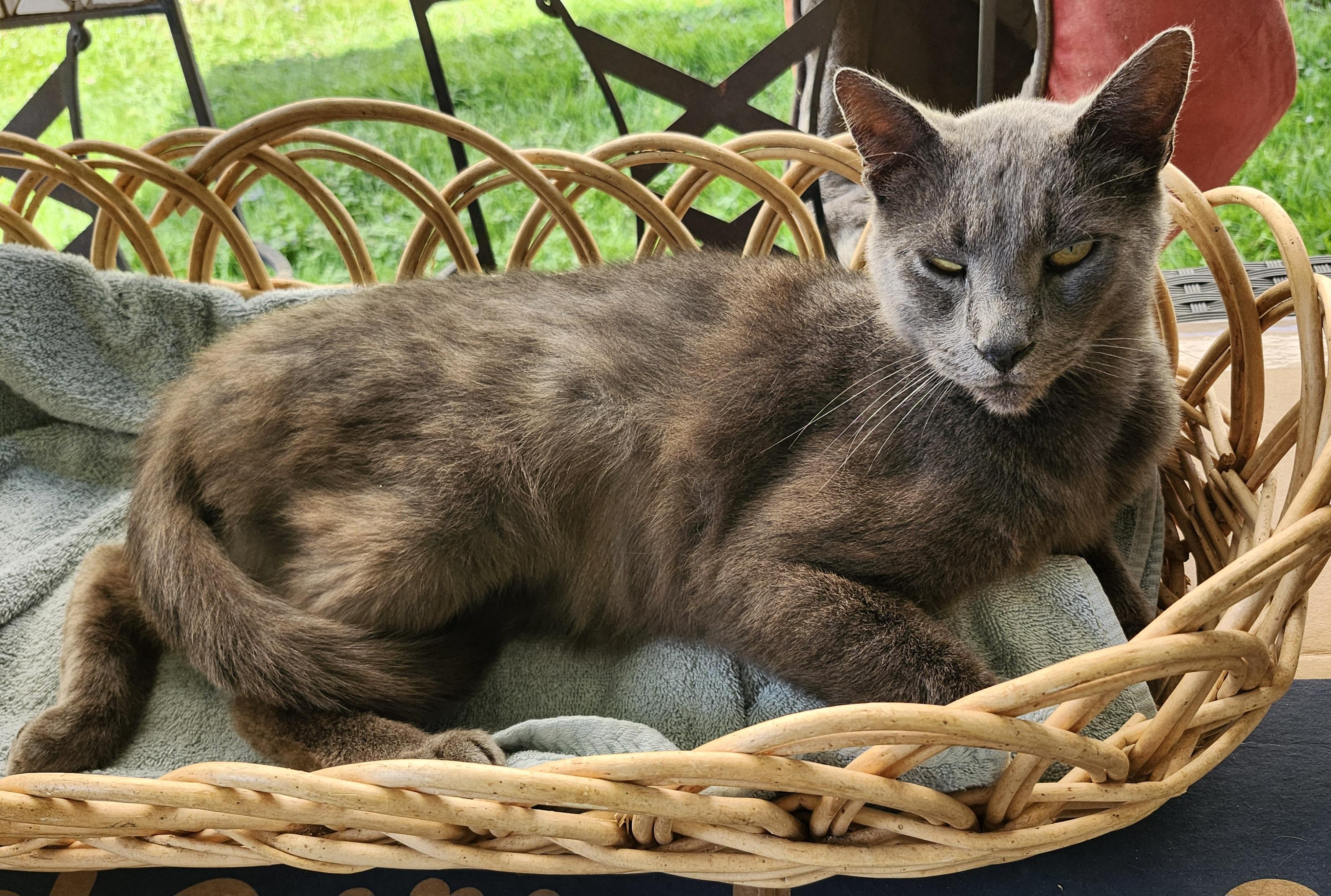 Enlarge "BLUE", a ADOPTABLE mixed breed in North East, MD image 3/4