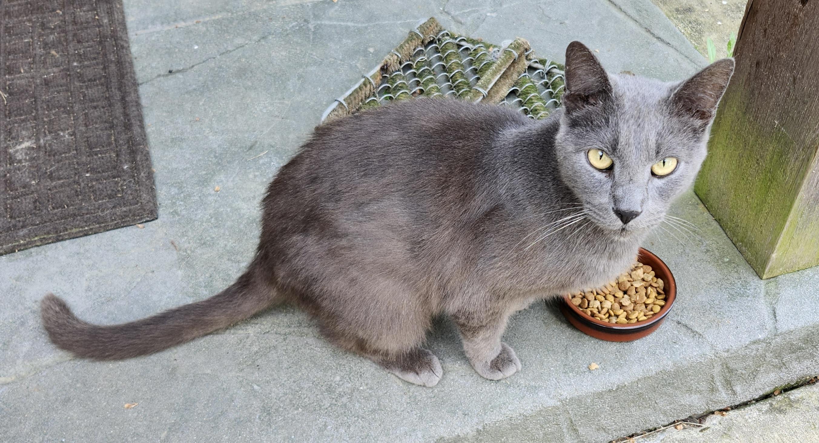 "BLUE", ADOPTABLE, Adult Male Russian Blue.