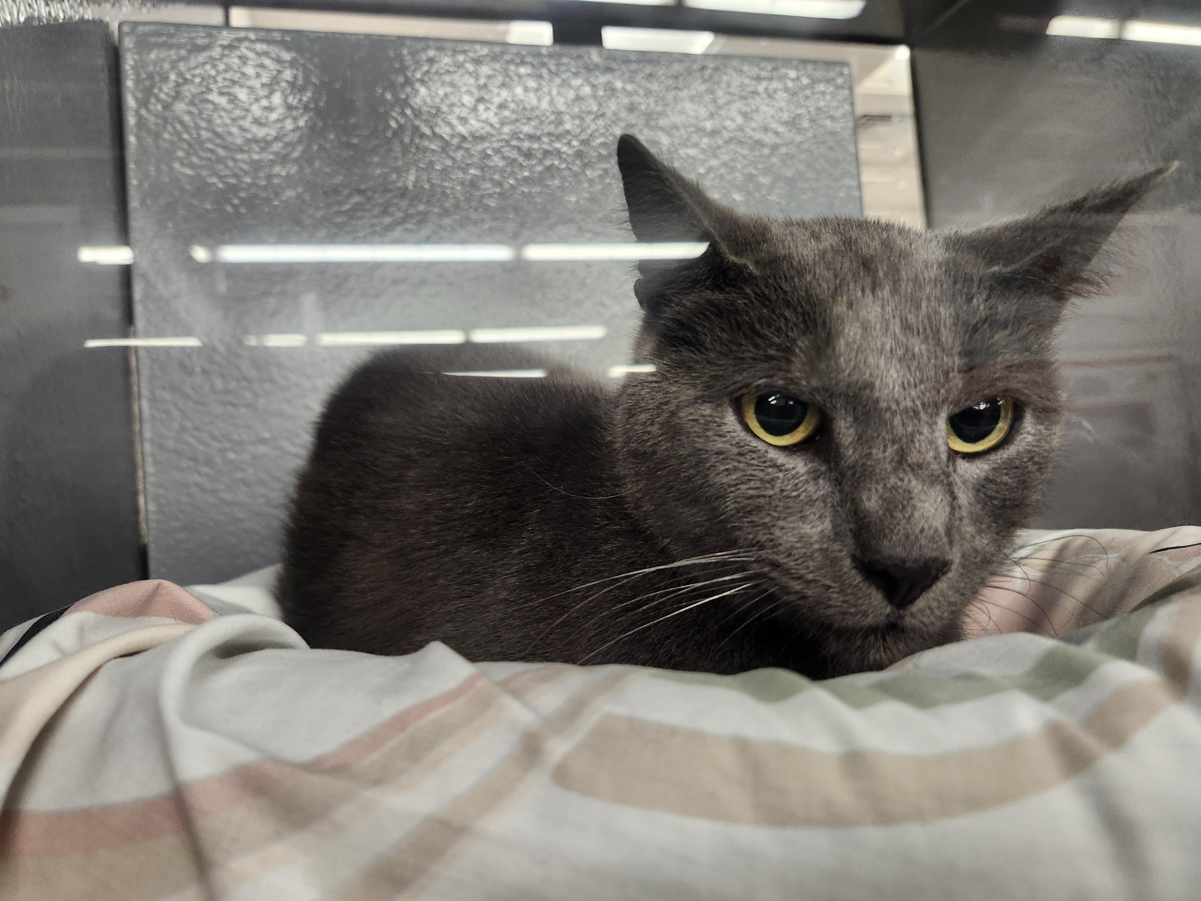 Enlarge "BLUE", a ADOPTABLE mixed breed in North East, MD image 2/4