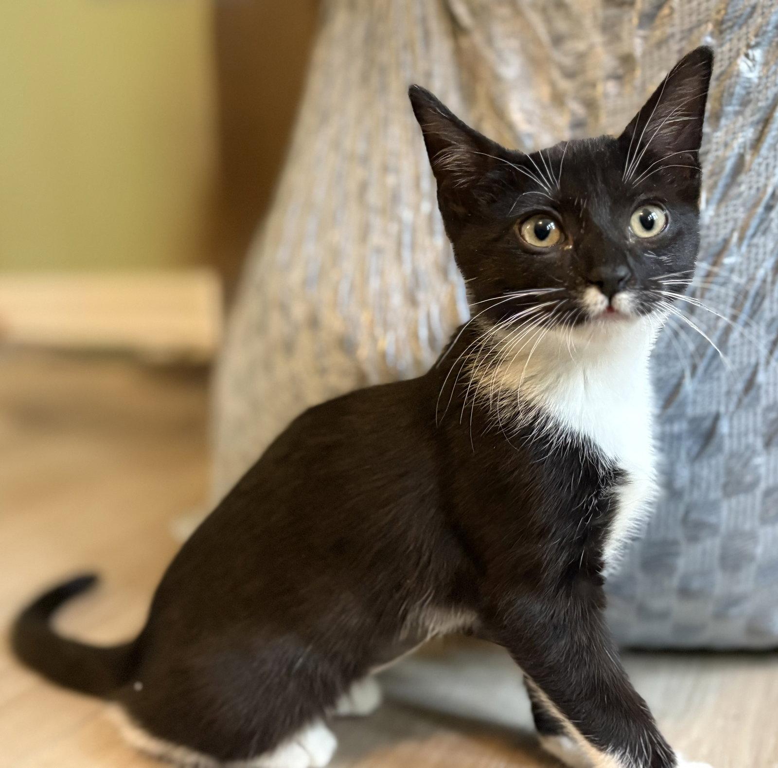 Enlarge Ross, a Adopted American Shorthair in Orlando, FL image 1/2