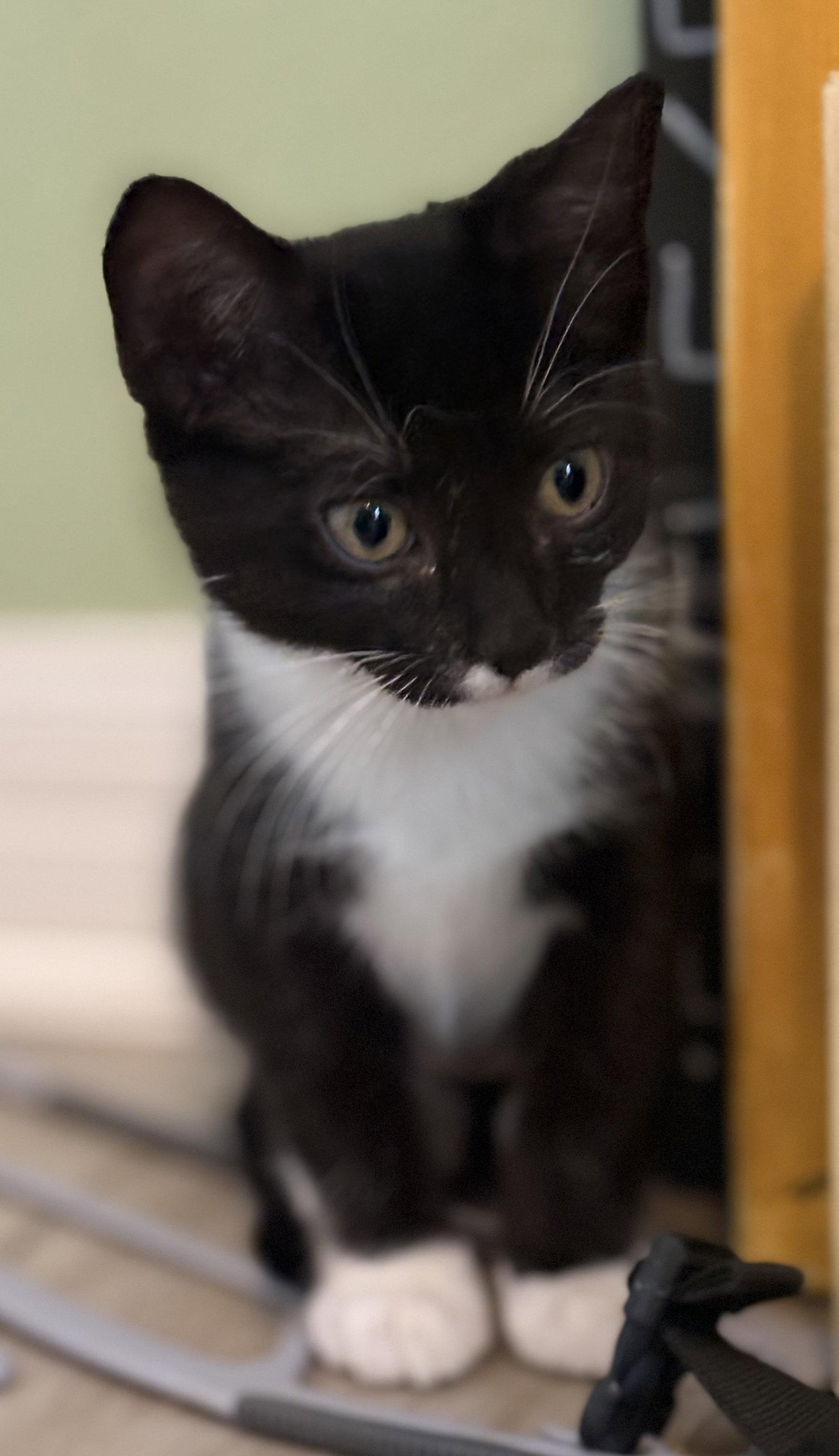 Enlarge Ross, a Adopted American Shorthair in Orlando, FL image 2/2