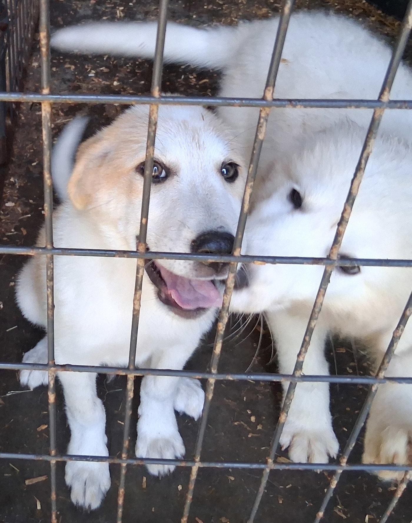 Nutmeg, Adoptable, Puppy Male Great Pyrenees & Australian Shepherd.