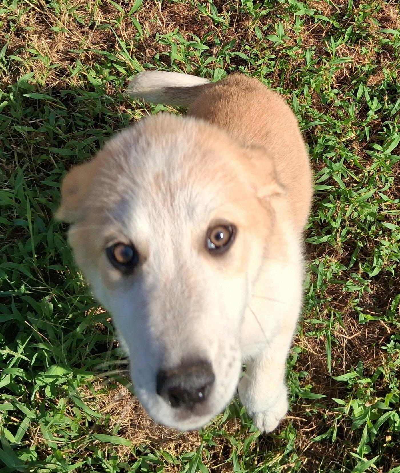 Enlarge Nutmeg, a Adoptable mixed breed in Mcconnelsville, OH image 2/3