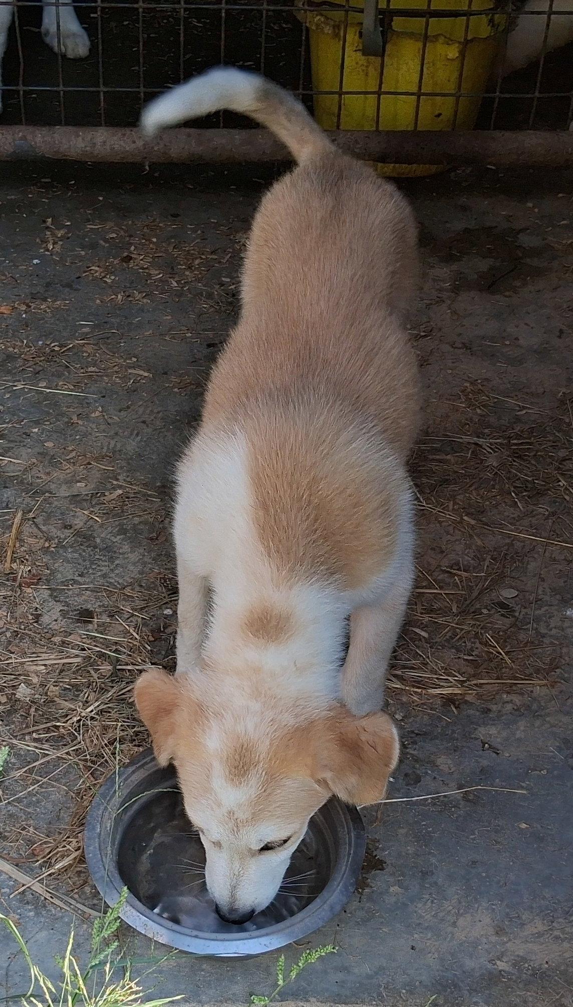 Enlarge Nutmeg, a Adoptable mixed breed in Mcconnelsville, OH image 3/3