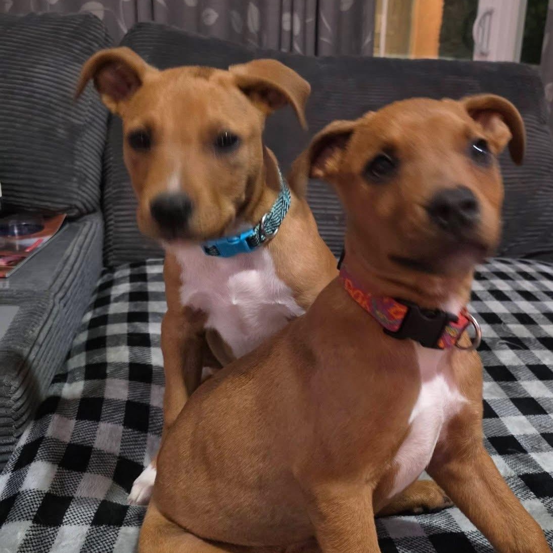 Enlarge Dexter, a ADOPTABLE mixed breed in McHenry, IL image 3/3