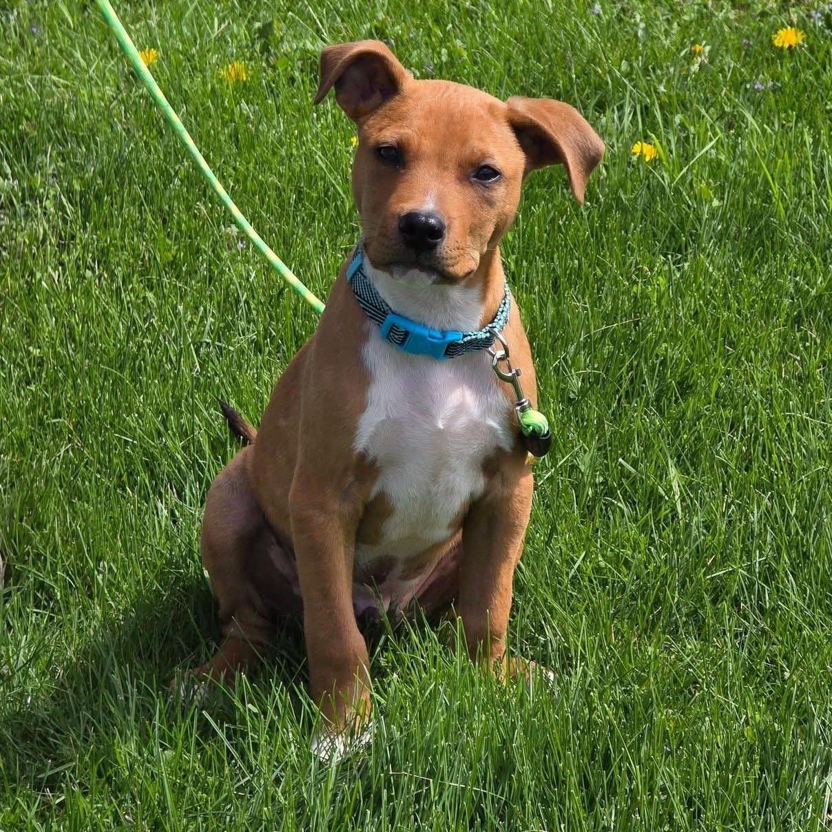 Dexter, ADOPTABLE, Puppy Male Rhodesian Ridgeback & Pit Bull Terrier.