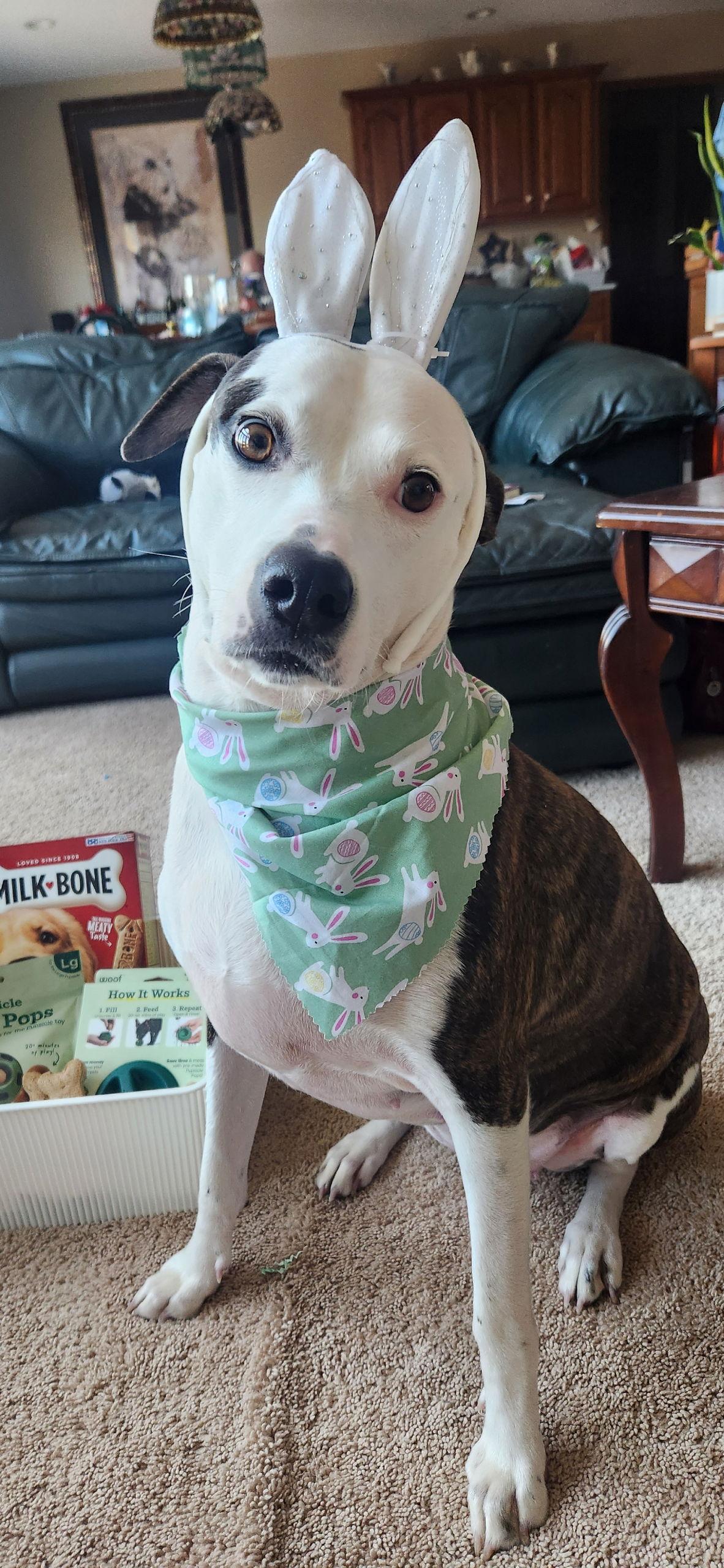 Enlarge Piper Jo, a Adoptable mixed breed in Pleasanton, TX image 1/3