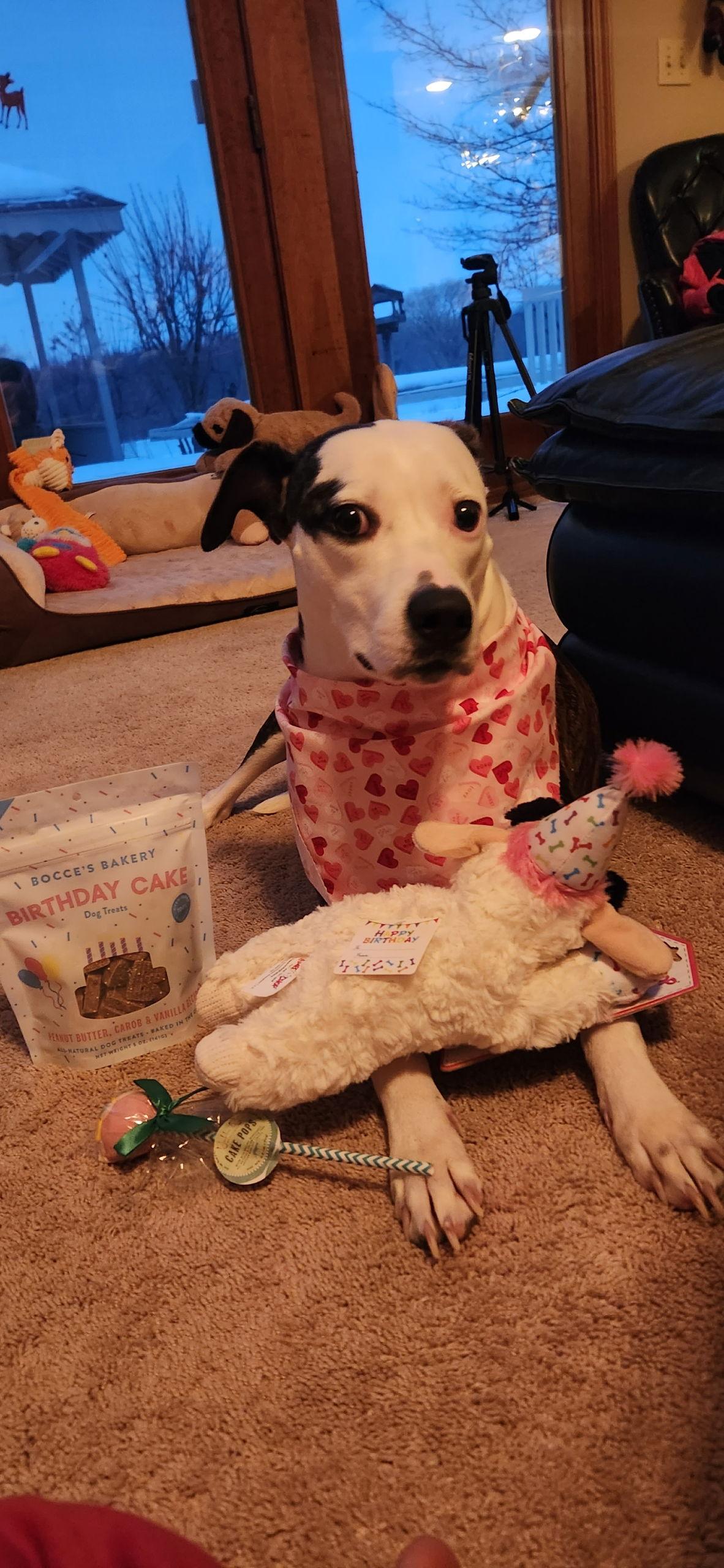 Enlarge Piper Jo, a Adoptable mixed breed in Pleasanton, TX image 2/3