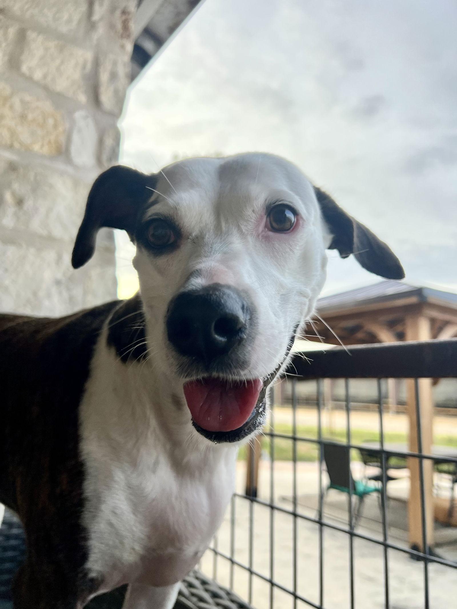 Enlarge Piper Jo, a Adoptable mixed breed in Pleasanton, TX image 3/3