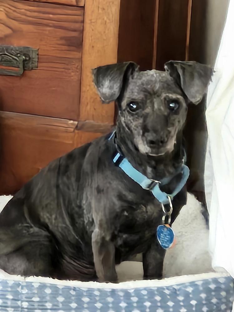 Chloe, a Adoptable mixed breed in Willingboro, NJ image 1/4