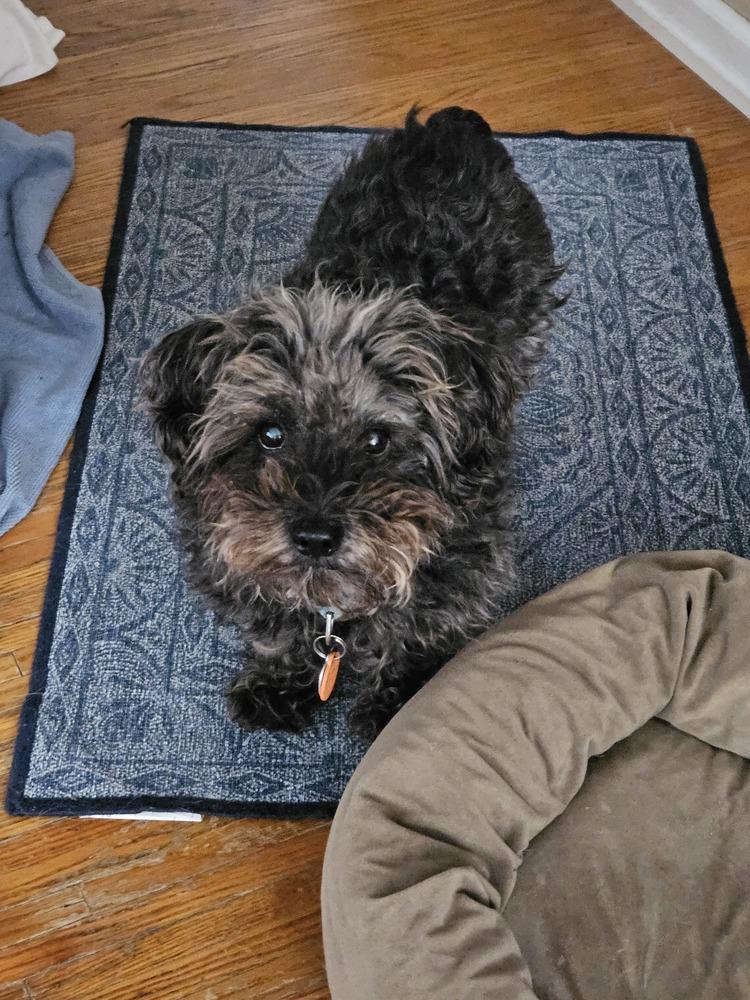 Chloe, a Adoptable mixed breed in Willingboro, NJ image 2/4