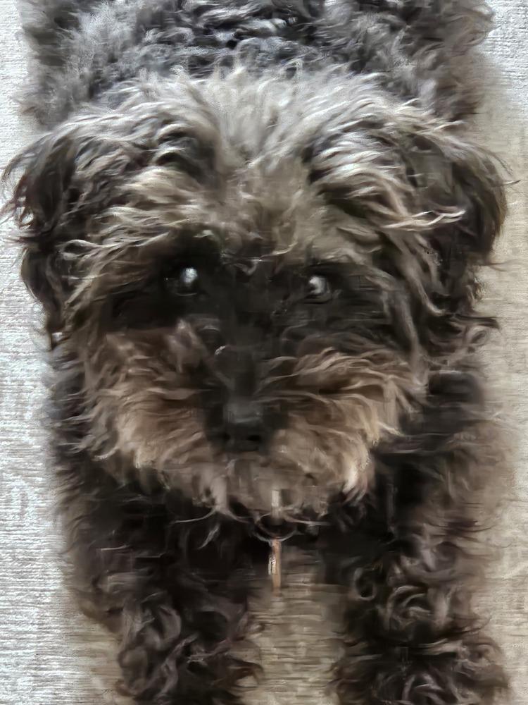 Chloe, a Adoptable mixed breed in Willingboro, NJ image 3/4