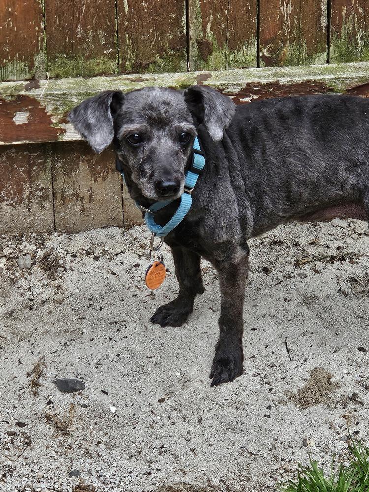 Chloe, a Adoptable mixed breed in Willingboro, NJ image 4/4